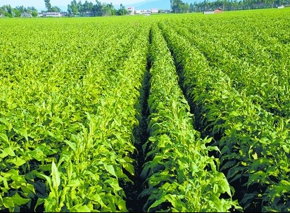 農(nóng)藥:結(jié)構(gòu)調(diào)整開花結(jié)果