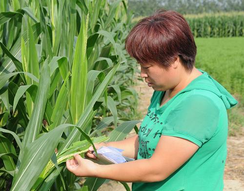 粘蟲究竟有多可怕?