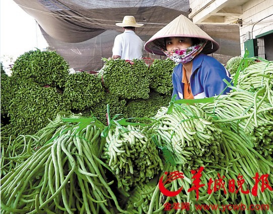 海南產(chǎn)的海南“毒豇豆”