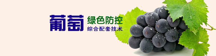 葡萄綠色防控綜合配套技術(shù)