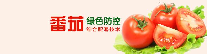 番茄綠色防控綜合配套技術