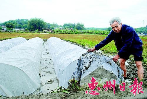  ����(l��i)��ˮƫ���������r(n��ng)������ķN�������S�����ͺ��r(n��ng)������